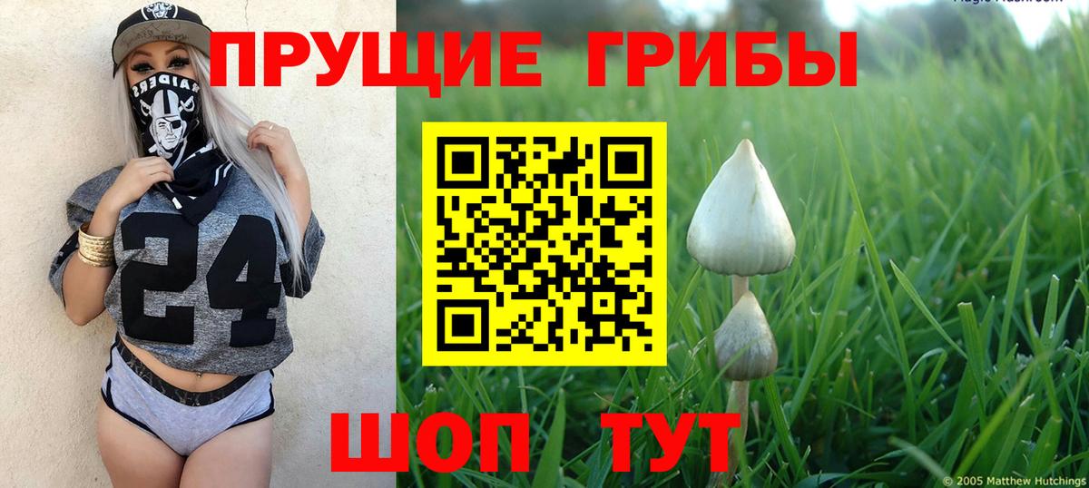 Галлюциногенные грибы Psilocybe Кызыл